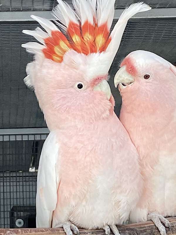 medium-bird-for-sale