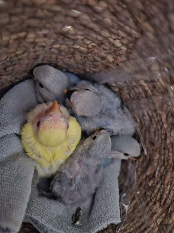 lovebird-for-sale-in-plantation-fl