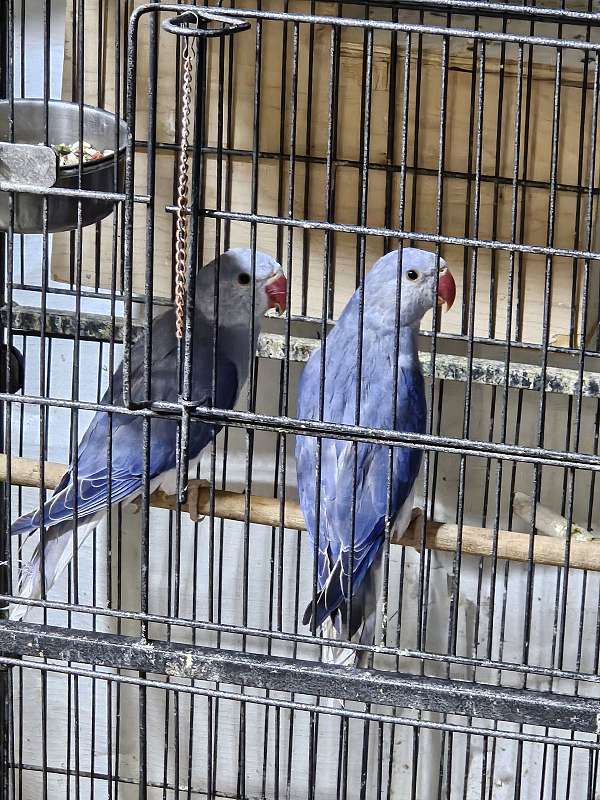 parrot-for-sale-in-mars-pa