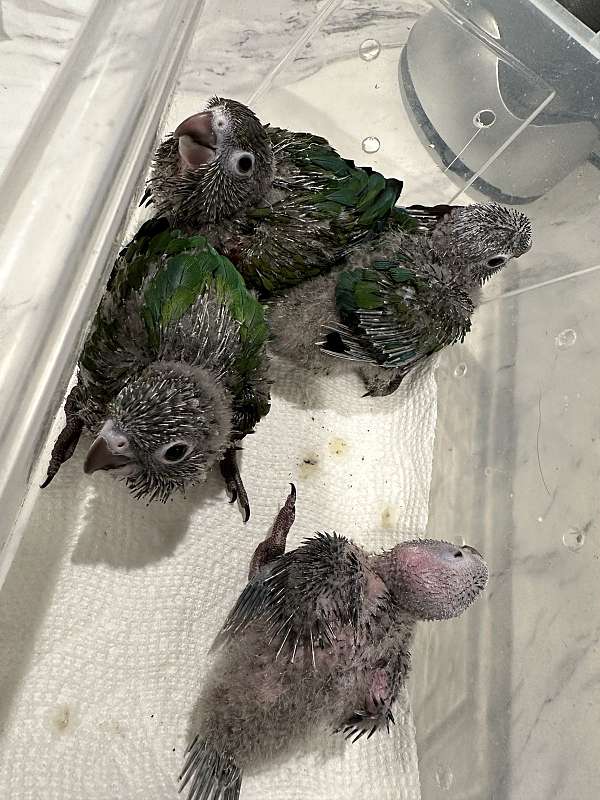 crimson-bellied-conure-for-sale-in-ohio