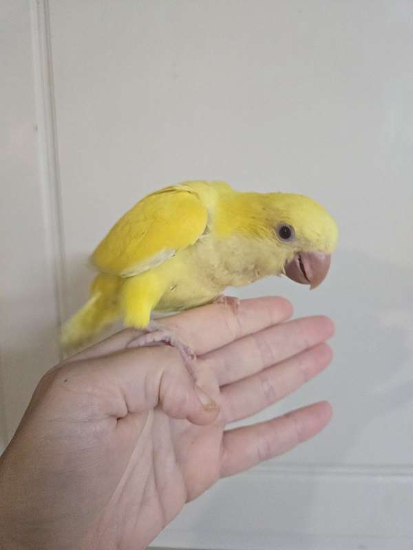 lutino-bird-for-sale-in-cabot-ar