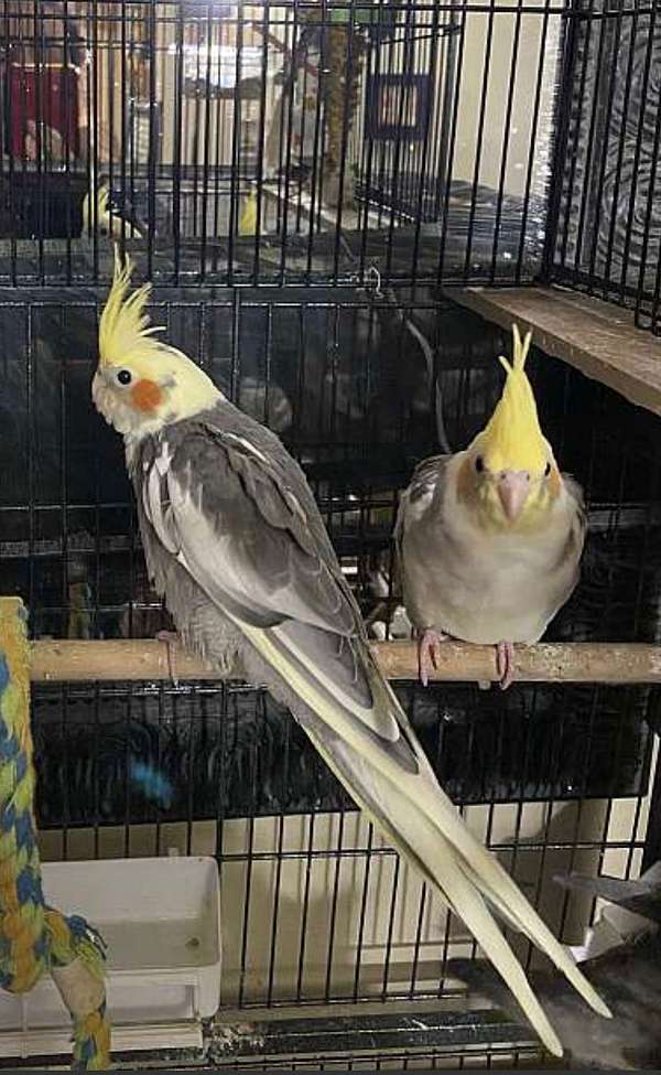 medium-bird-for-sale-in-bensalem-pa