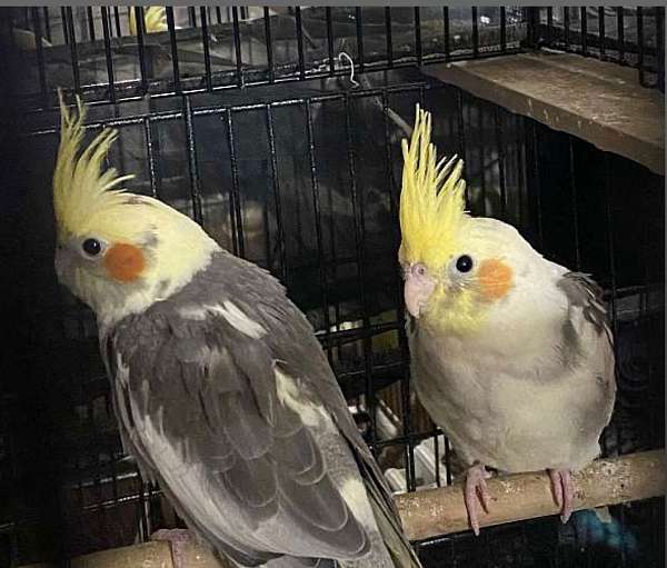 companion-bird-for-sale-in-bensalem-pa