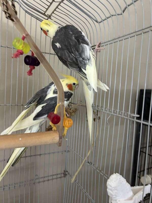 cute-bird-for-sale-in-bensalem-pa