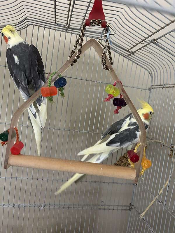exotic-bird-for-sale-in-bensalem-pa