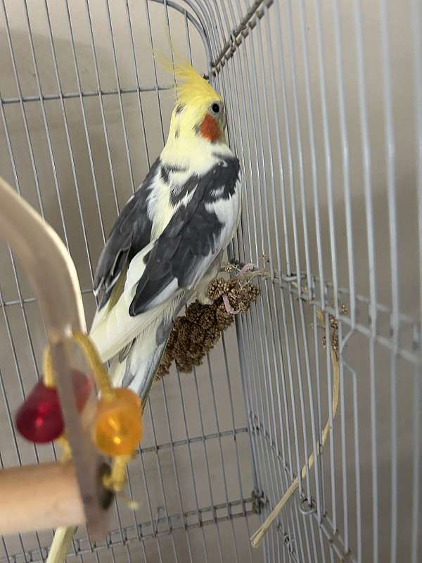 fancy-bird-for-sale-in-bensalem-pa