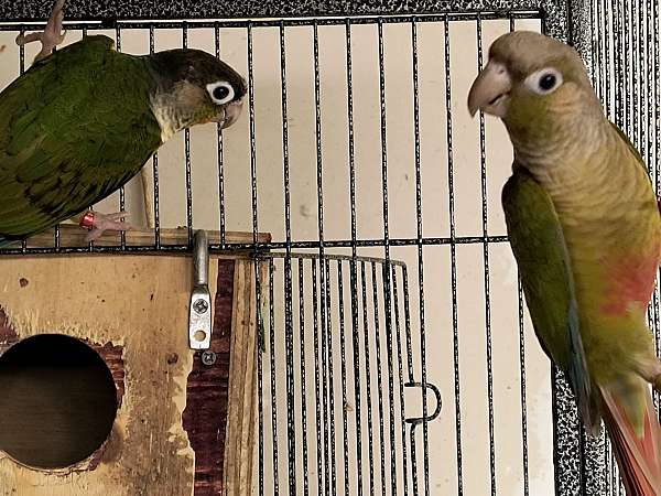 conure-for-sale
