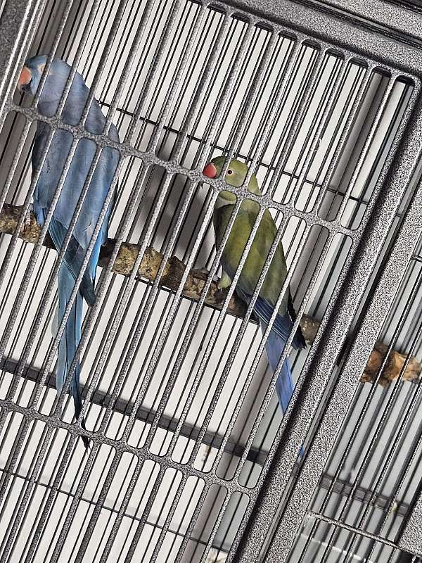 parrot-for-sale