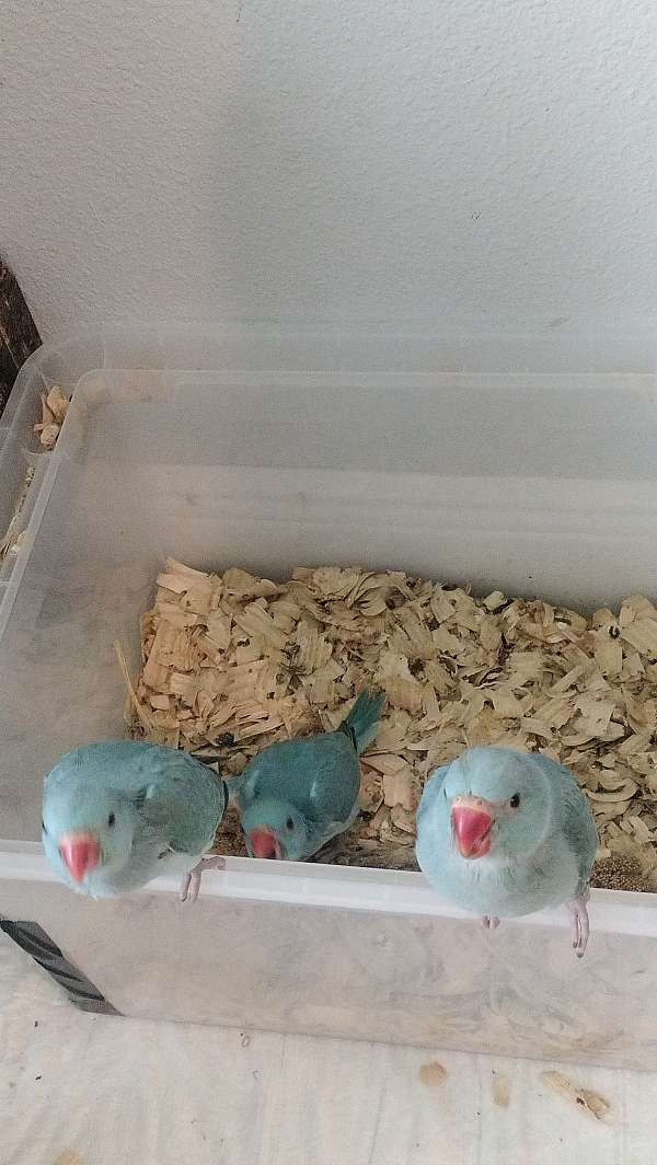 parrot-for-sale