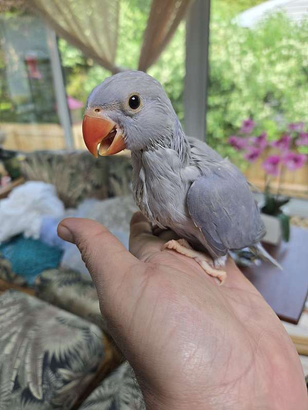 blue-bird-for-sale-in-clifton-park-ny