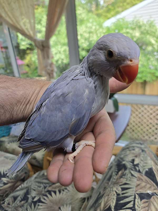 baby-bird-for-sale-in-clifton-park-ny