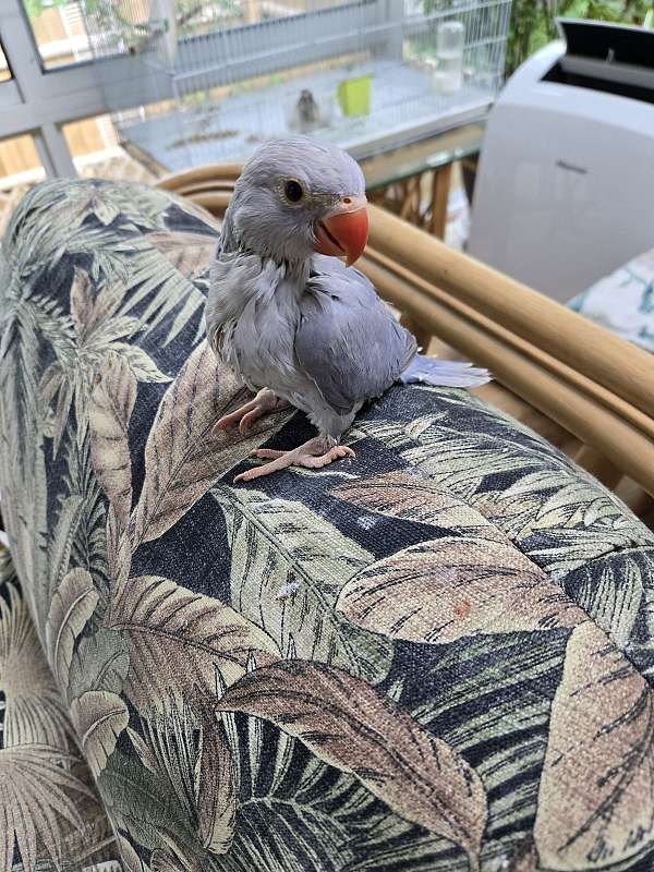 female-bird-for-sale-in-clifton-park-ny