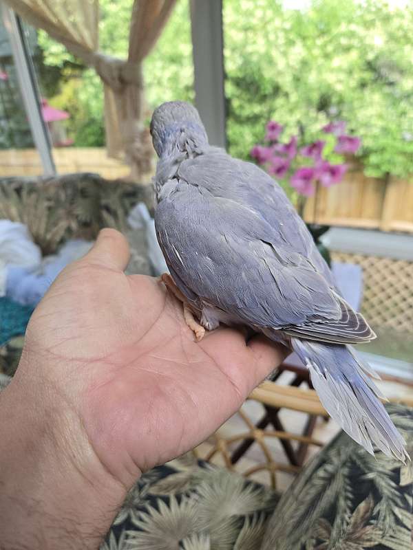 ringneck-parakeet-for-sale