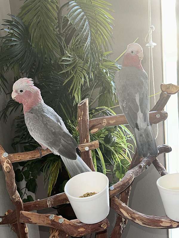 rose-breasted-cockatoo-for-sale