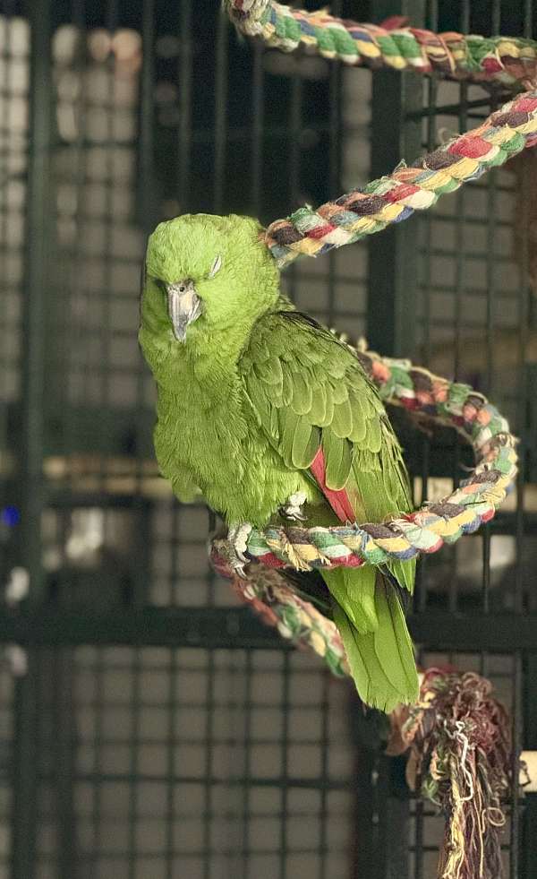 yellow-naped-amazon-parrot-for-sale