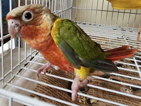 red-yellow-bird-for-sale-in-lancaster-oh