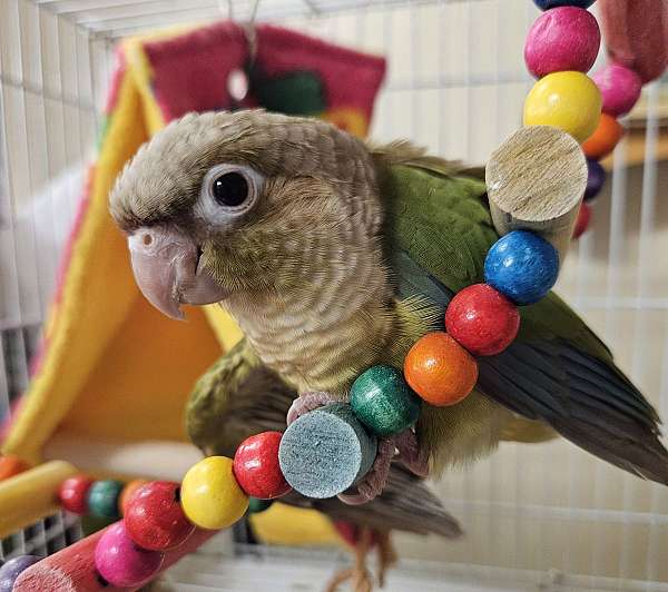 green-cheek-conure-for-sale