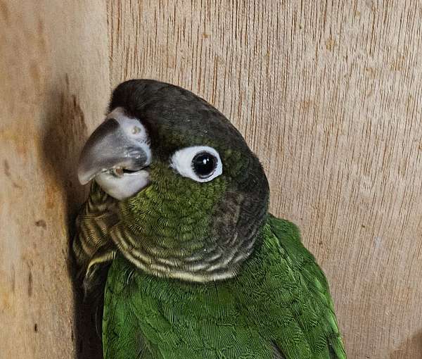 green-cheek-conure-for-sale