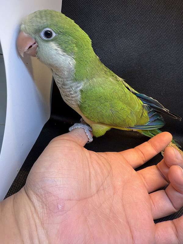 conure-parrot-for-sale-in-whitestone-ny
