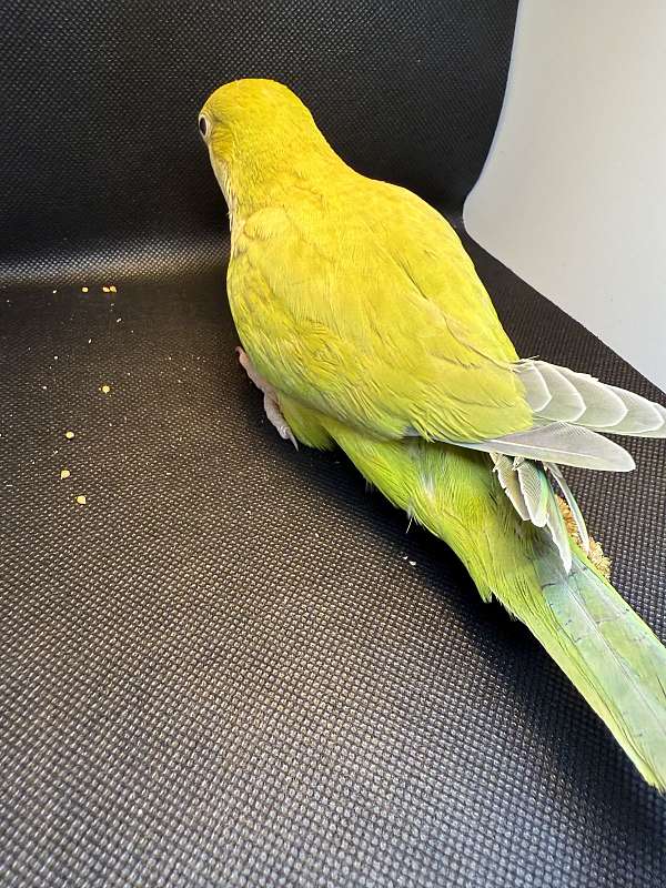 parakeet-for-sale-in-whitestone-ny
