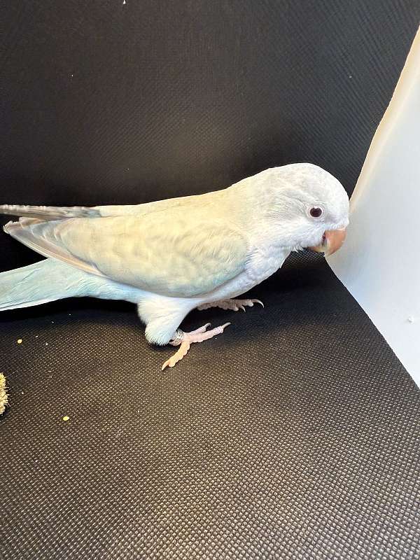 parakeet-for-sale