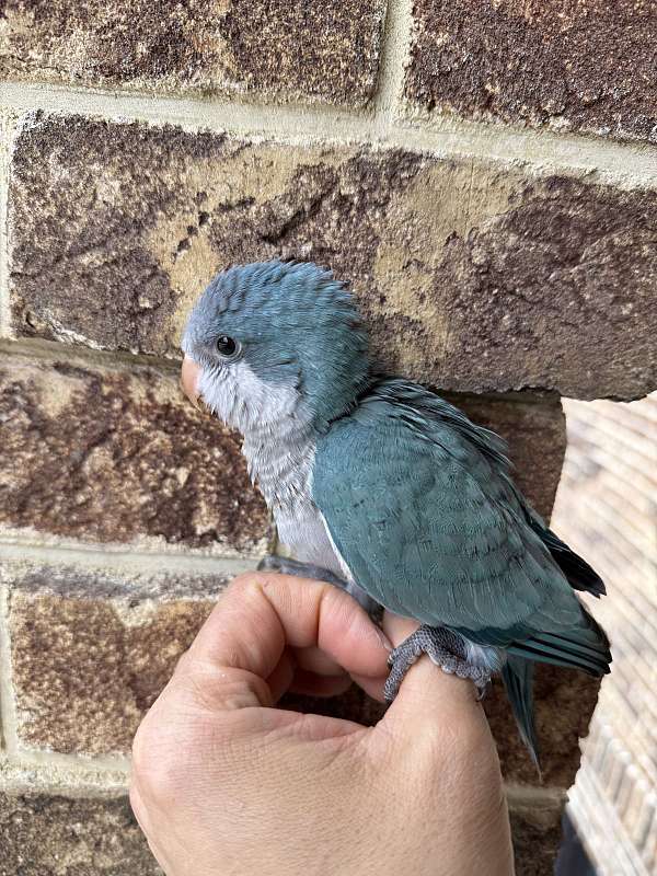 baby-bird