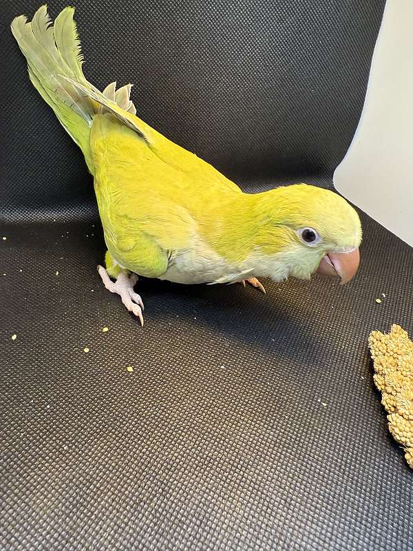 baby-parakeet-for-sale