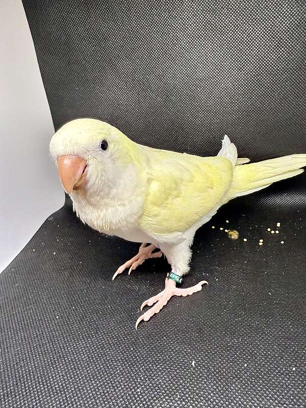 baby-conure-for-sale