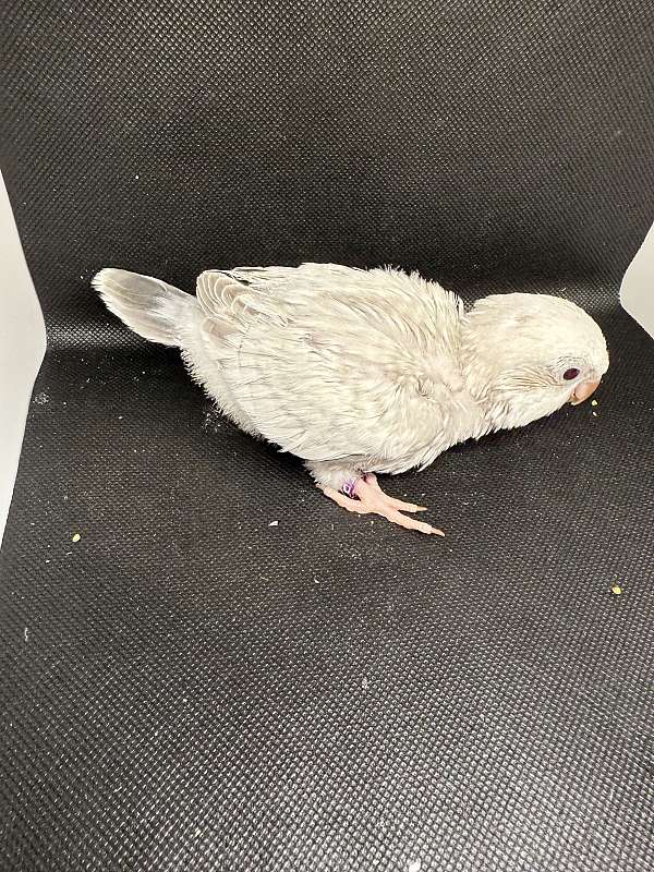 baby-bird