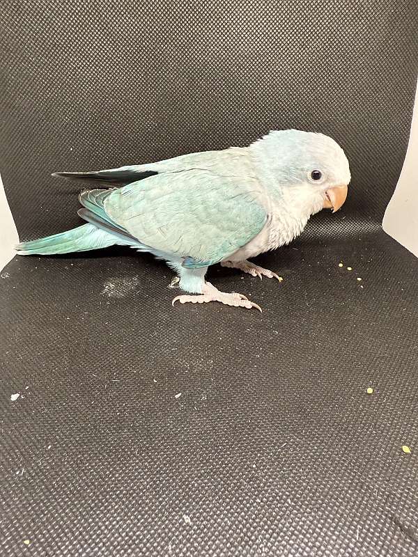 conure-for-sale