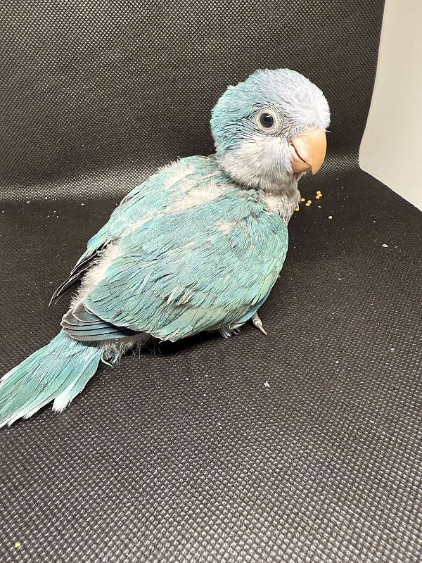 green-cheek-conure-for-sale