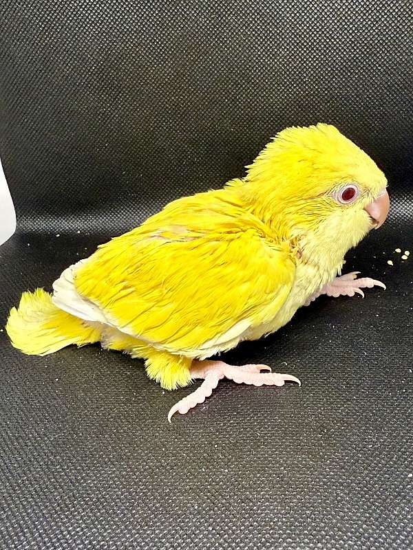parrot-for-sale