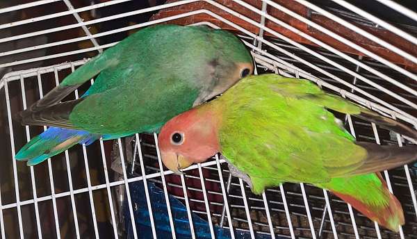 lovebird-for-sale