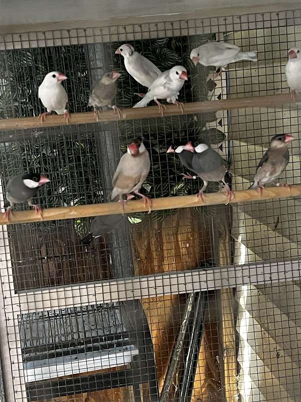 finch-for-sale-in-maryland