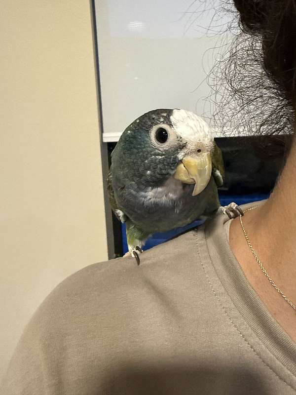 pionus-parrots-white-capped-parrots-for-sale-in-miami-fl