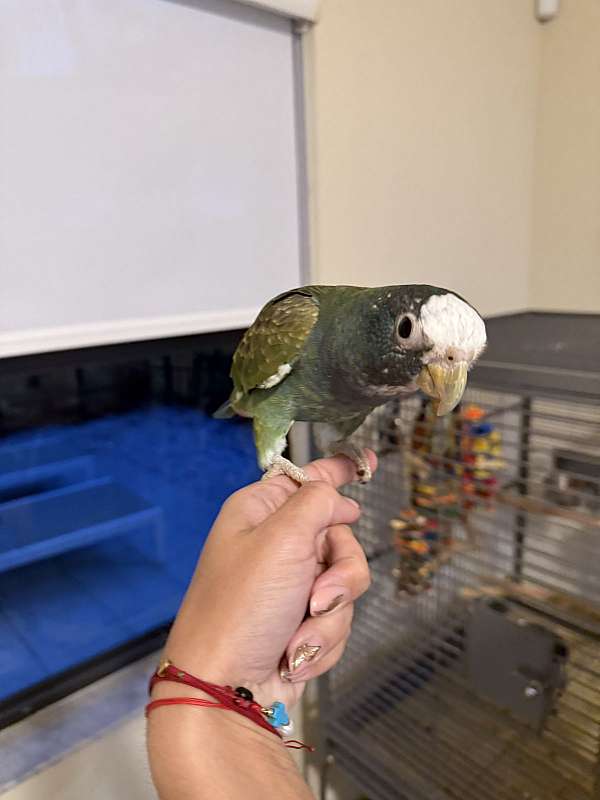 white-pionus-parrots-white-capped-pionus-parrots-for-sale