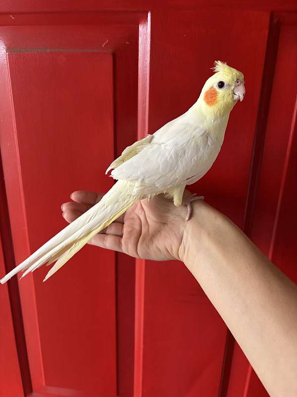 cute-handfed-bird-for-sale-in-rohnert-park-ca