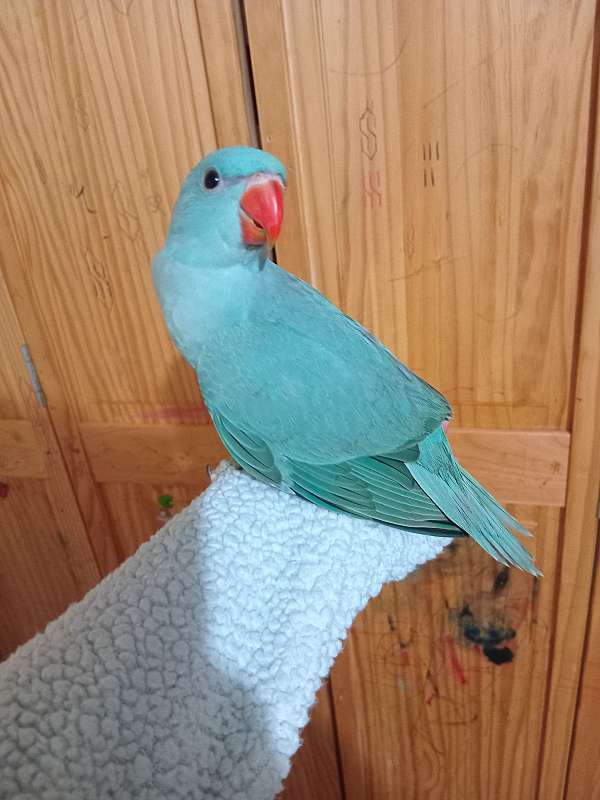 ringneck-parakeet-for-sale