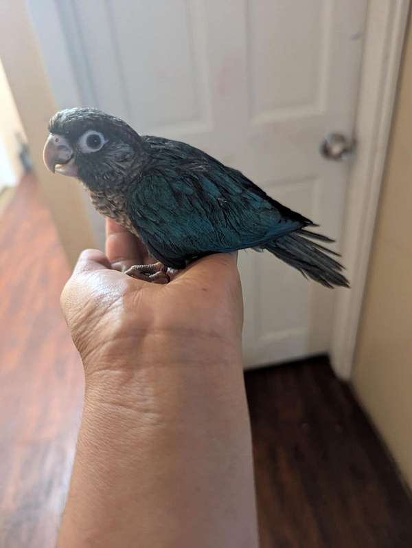 green-cheek-conure-for-sale