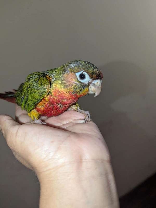 green-cheek-conure-for-sale
