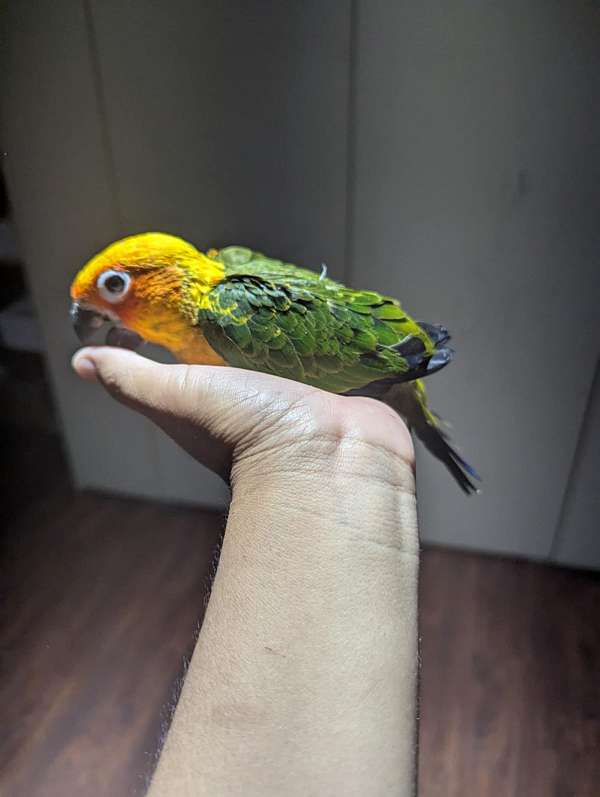 sun-conure-for-sale