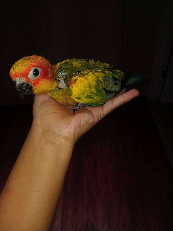 sun-conure-for-sale