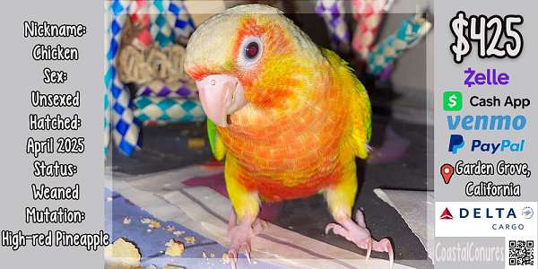 mixed-bird-for-sale-in-anaheim-ca
