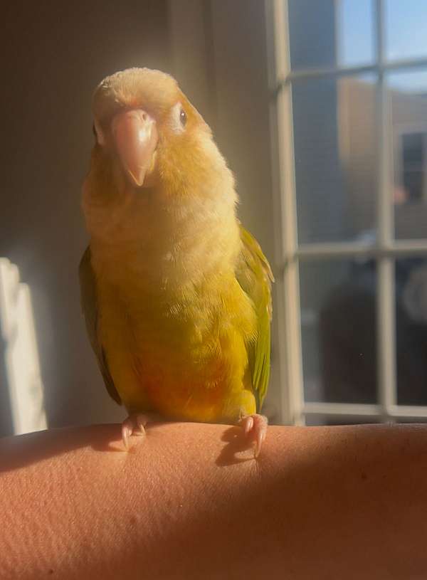 green-cheek-conure-for-sale