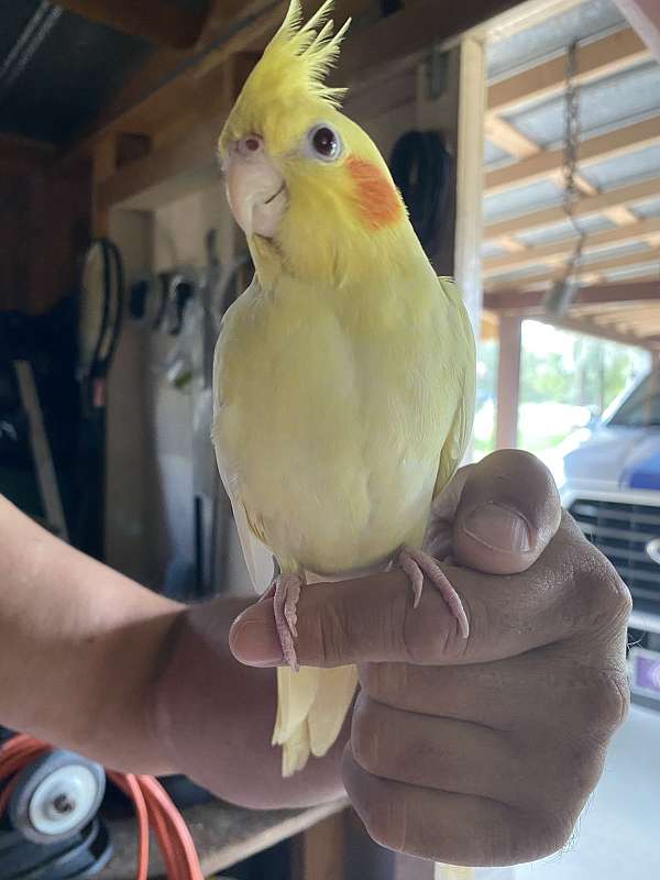 cockatiel-for-sale