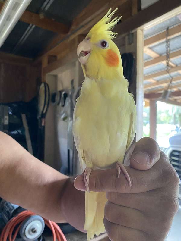 cockatiel-for-sale-in-inverness-fl