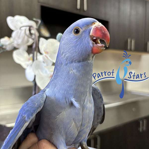 ringneck-parakeet-for-sale
