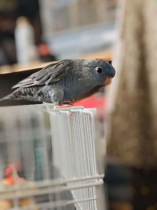 lineolated-parakeet-for-sale