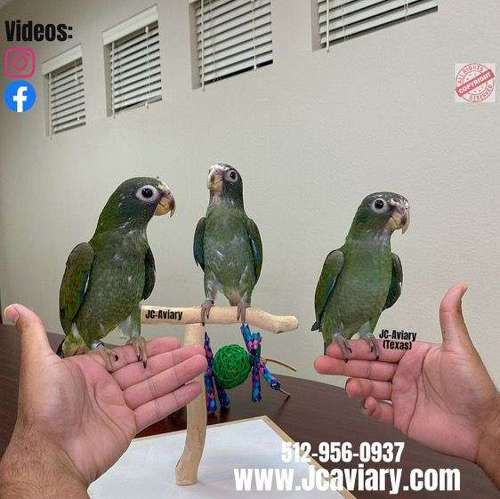 white-capped-pionus-parrots-for-sale-in-austin-tx