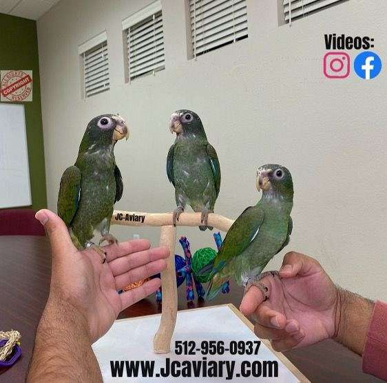 green-white-bird-for-sale-in-austin-tx